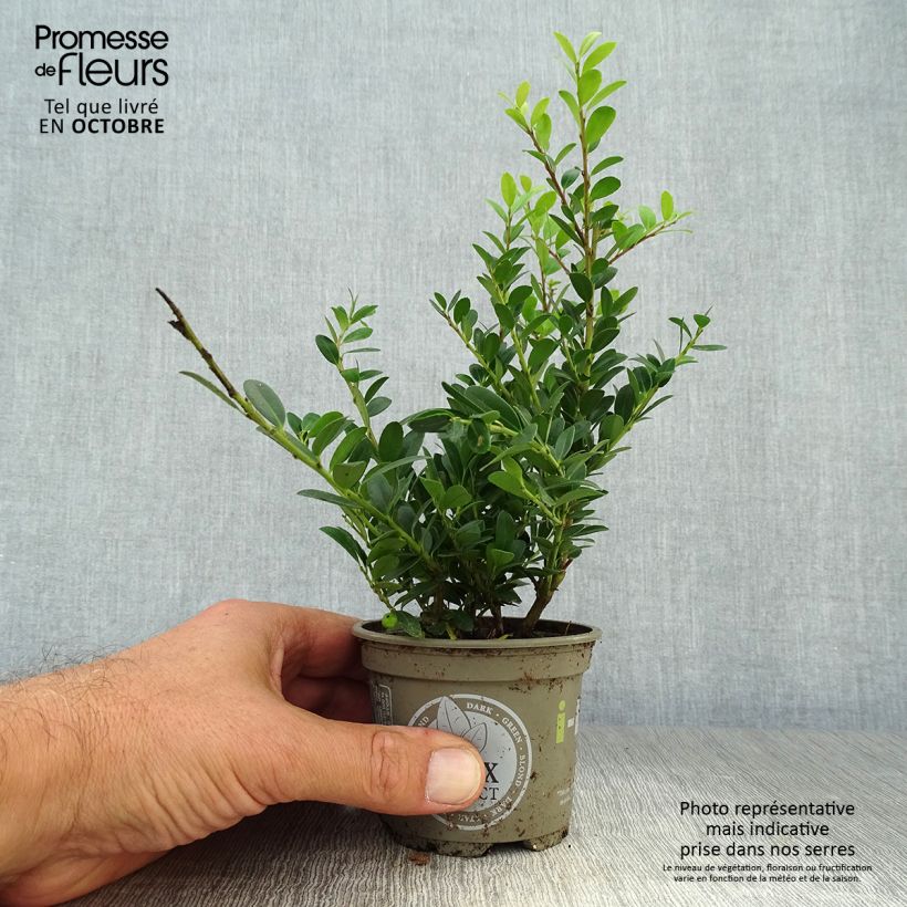 Spécimen de Houx crénelé - Ilex crenata Dark Green  Godet de 8/9 cm tel que livré en automne