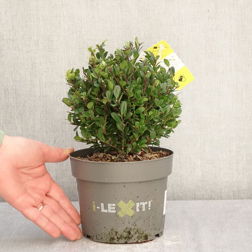 Spécimen de Houx crénelé - Ilex crenata Dark Green  Pot de 2L/3L, Boule, Boule 15/20 cm diamètre tel que livré en hiver