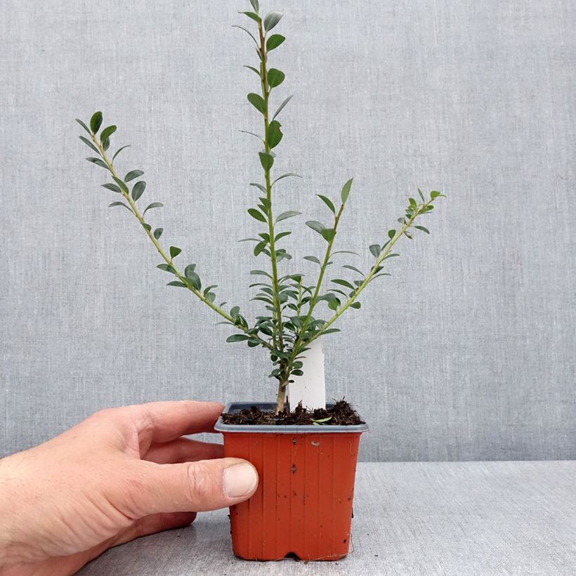 Spécimen de Houx crénelé - Ilex crenata Glory Gem Godet de 8/9 cm tel que livré au printemps