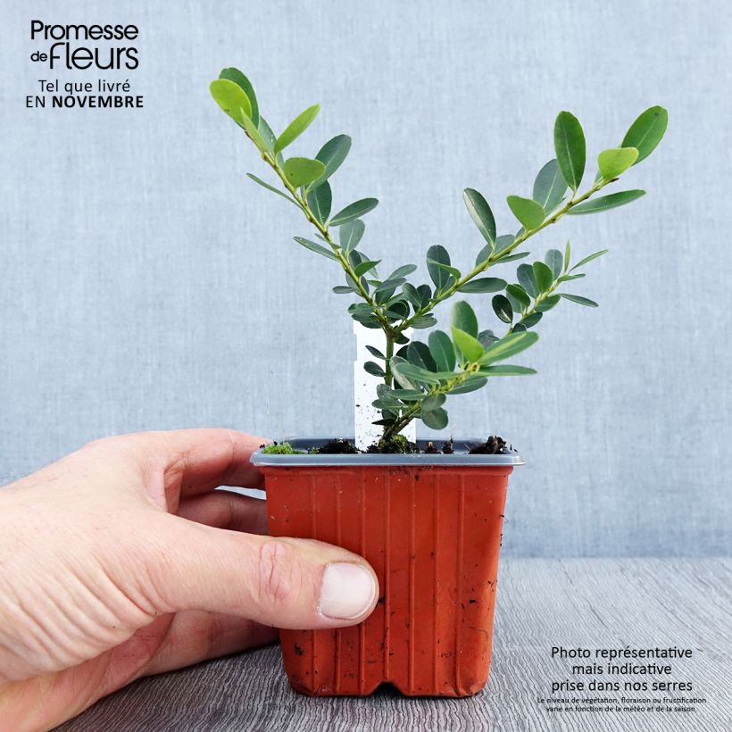 Spécimen de Houx crénelé - Ilex crenata Green Hedge Godet de 8/9 cm tel que livré en automne