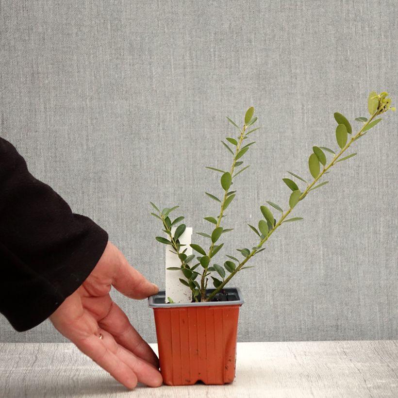 Spécimen de Houx crénelé - Ilex crenata Green Hedge Godet de 8/9 cm tel que livré au printemps