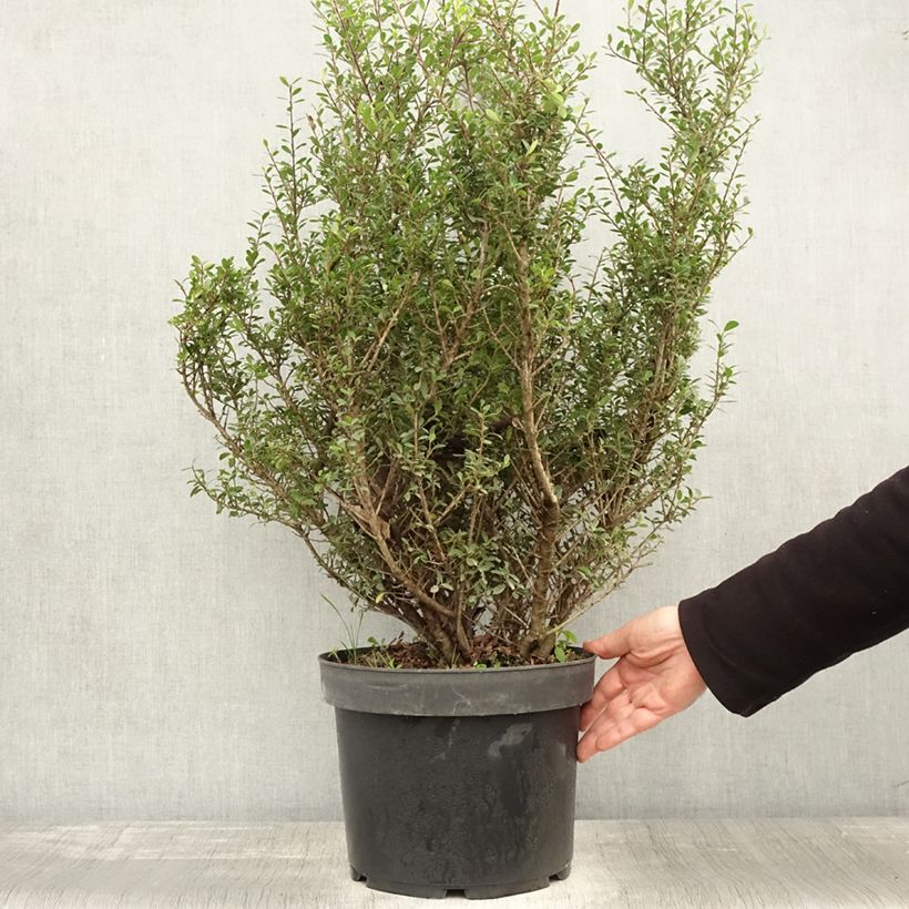 Spécimen de Houx crénelé - Ilex crenata Green Hedge Pot de 7,5L/10L tel que livré en automne