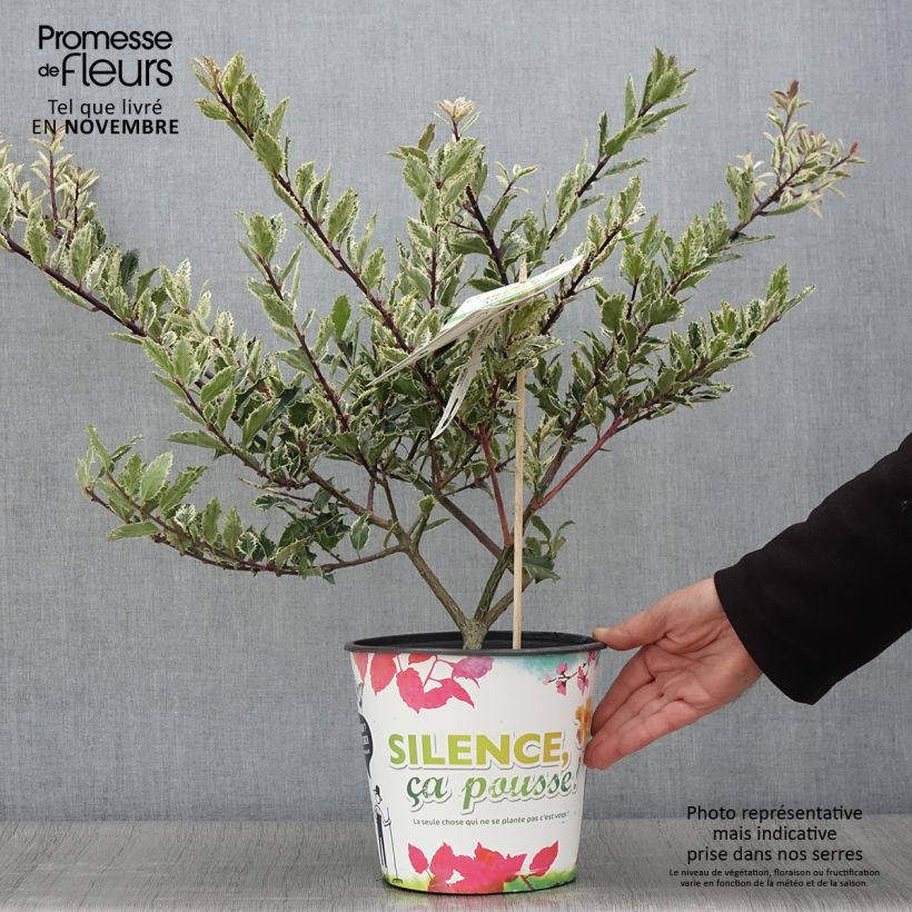 Spécimen de Houx - Ilex aquifolium Ingramii Pot de 2L/3L tel que livré en automne