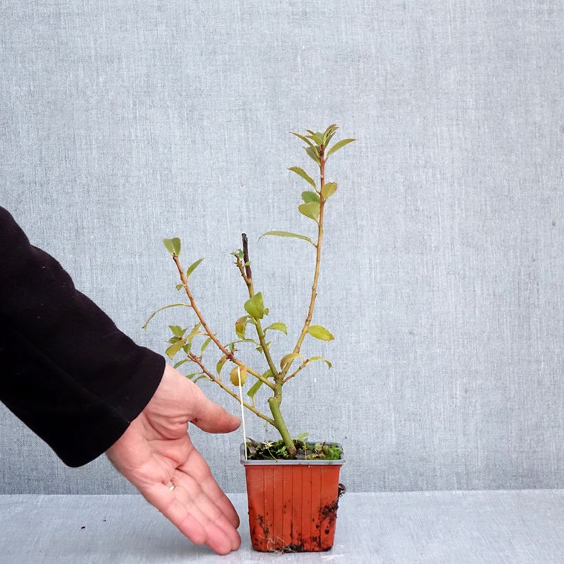 Spécimen de Houx - Ilex x meserveae Heckenpracht Godet de 8/9 cm tel que livré en automne