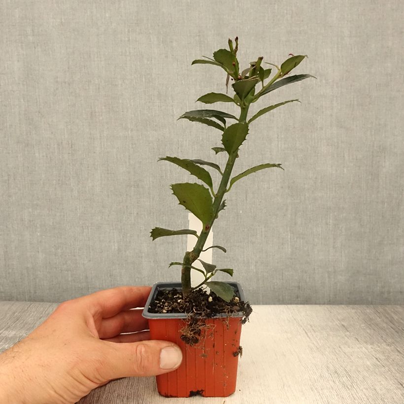 Spécimen de Houx - Ilex x meserveae Heckenpracht Godet de 8/9 cm tel que livré au printemps