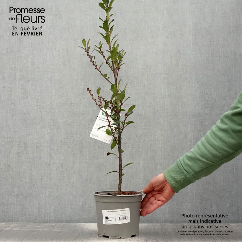 Spécimen de Houx - Ilex x meserveae Heckenpracht Pot de 2L/3L tel que livré en hiver