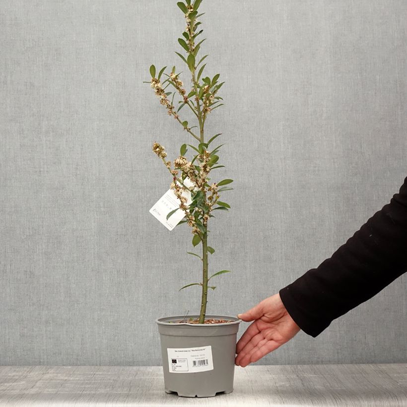 Spécimen de Houx - Ilex x meserveae Heckenpracht Pot de 2L/3L tel que livré au printemps