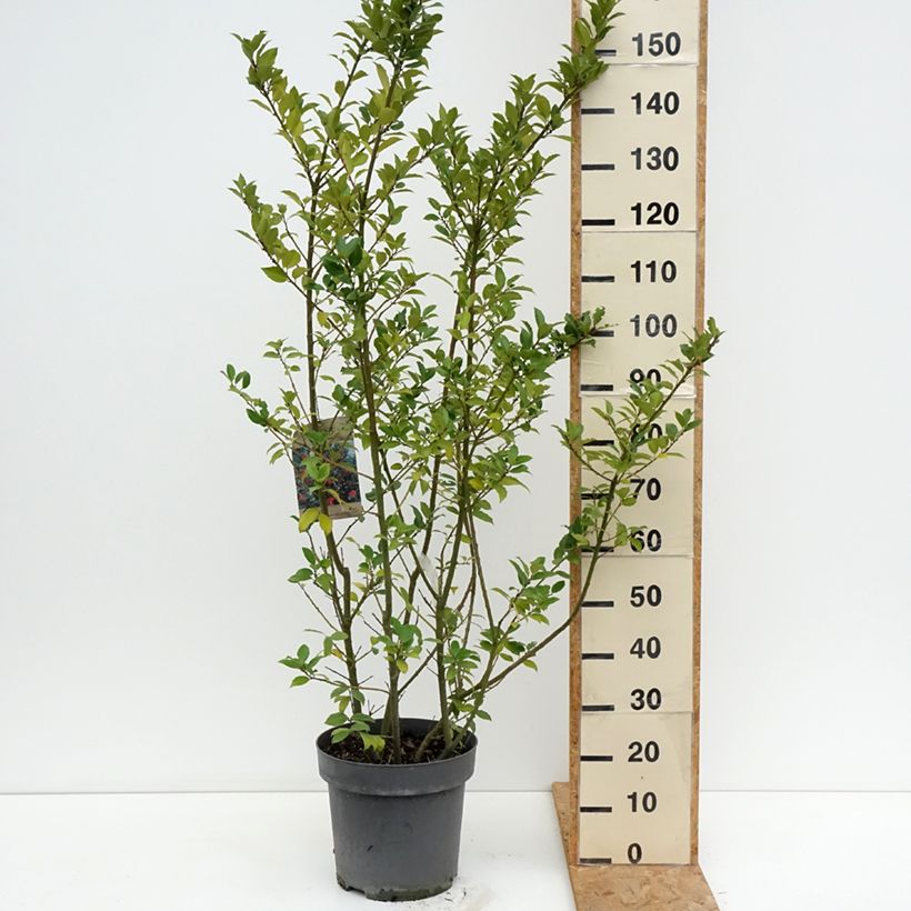 Spécimen de Houx - Ilex (x) meserveae Mesid Pot de 12L/15L tel que livré en été