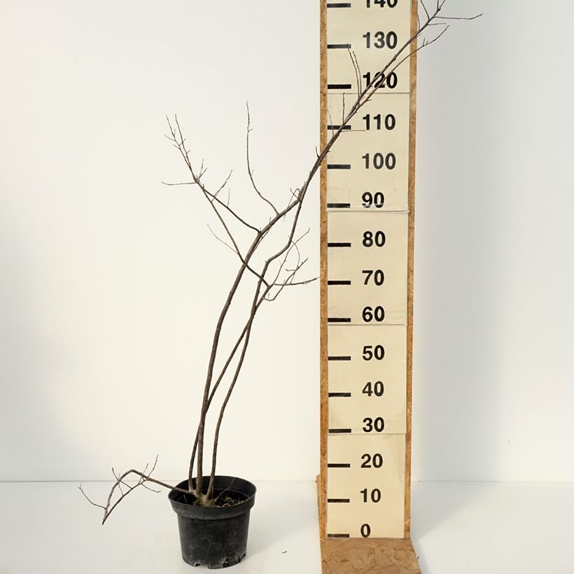 Spécimen de Houx verticillé femelle Oosterwijk - Ilex verticillata Pot de 4L/5L tel que livré en automne