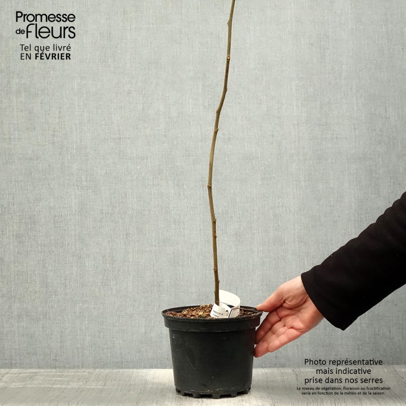 Spécimen de Hovenia dulcis - Raisinier de Chine Pot de 2L/3L tel que livré en hiver