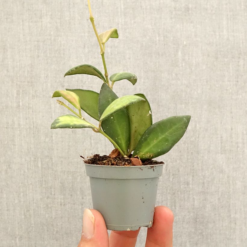 Spécimen de Hoya burtoniae Variegata - Fleur de porcelaine Mini-plante tel que livré en automne