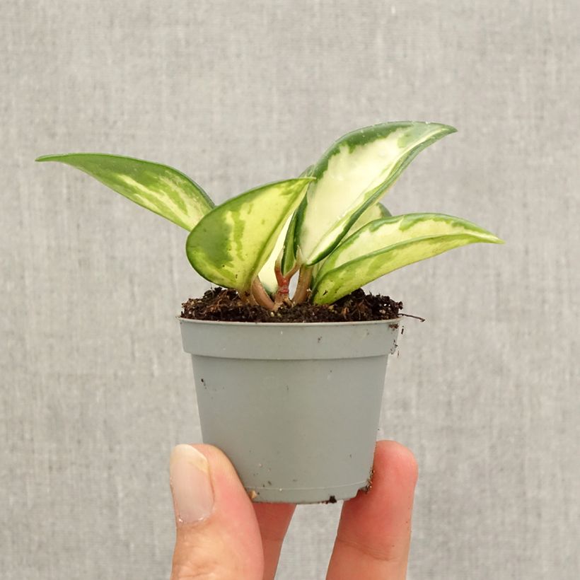 Spécimen de Hoya carnosa Tricolor - Fleur de porcelaine Mini-plante tel que livré en automne