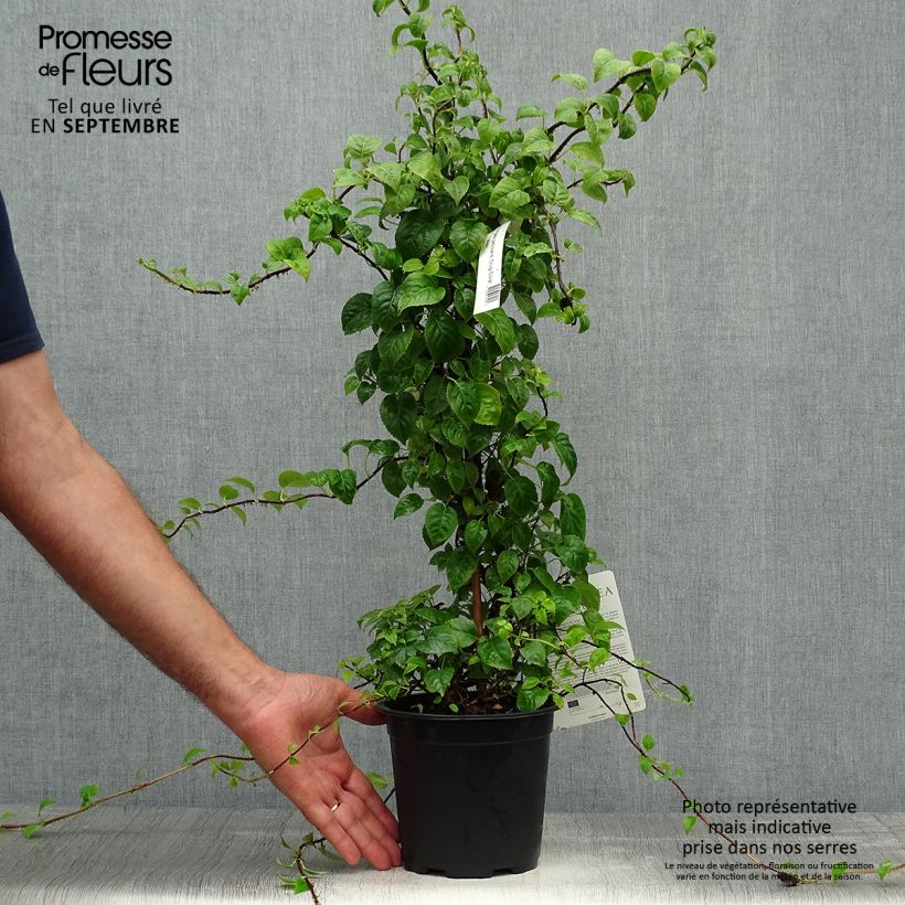 Spécimen de Hydrangea anomala Crug Coral - Hortensia grimpant Pot de 2L/3L tel que livré en automne