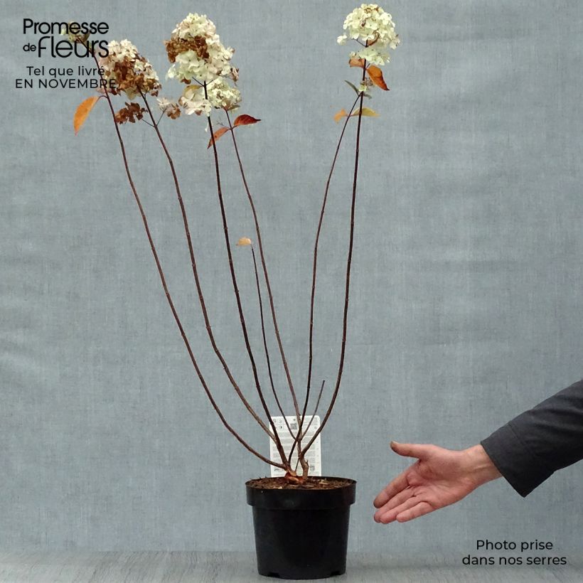 Spécimen de Hydrangea paniculata Fraise Melba - Hortensia paniculé Pot de 3L/4L tel que livré en automne