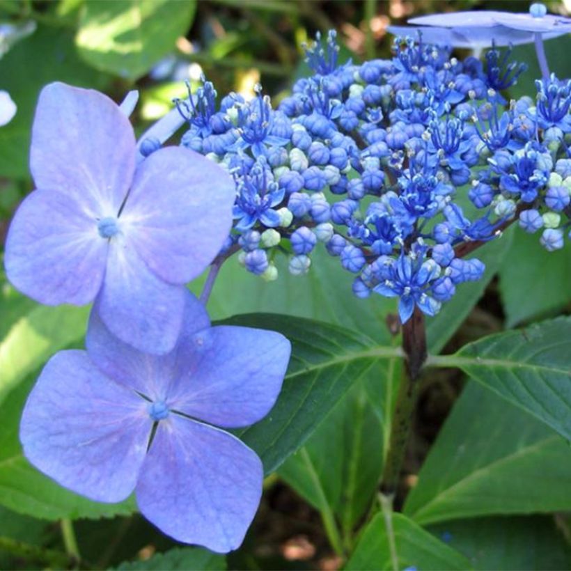 Hortensia macrophylla Mariesii Perfecta (Floraison)