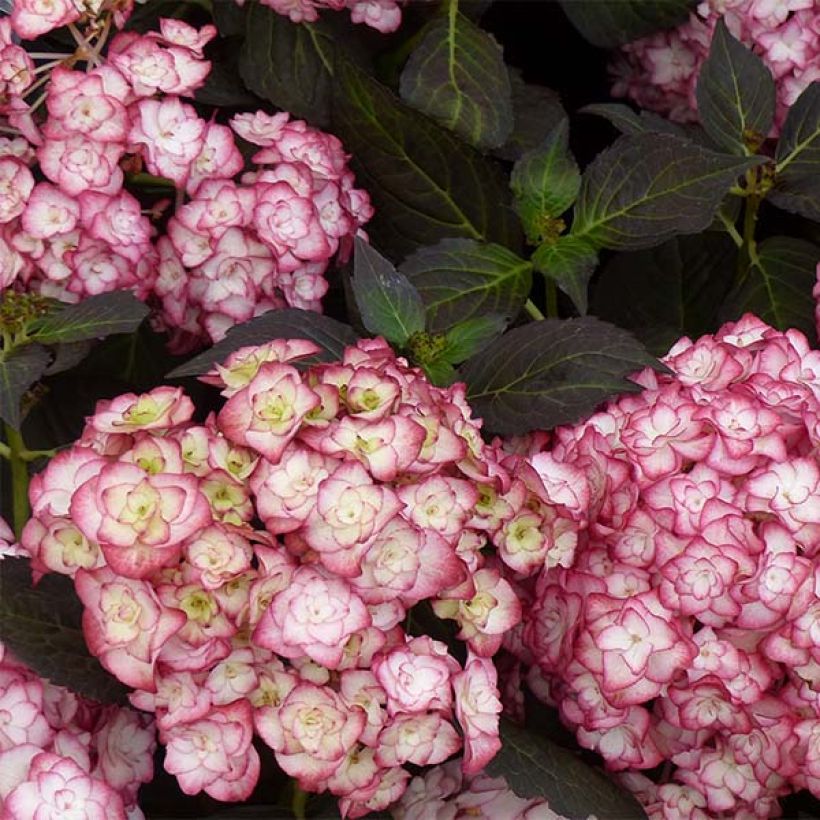 Hortensia - Hydrangea macrophylla Miss Saori (Floraison)