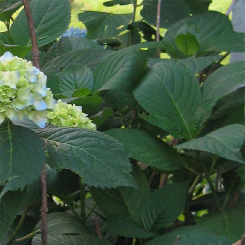 Hortensia - Hydrangea macrophylla Nikko Blue (Feuillage)