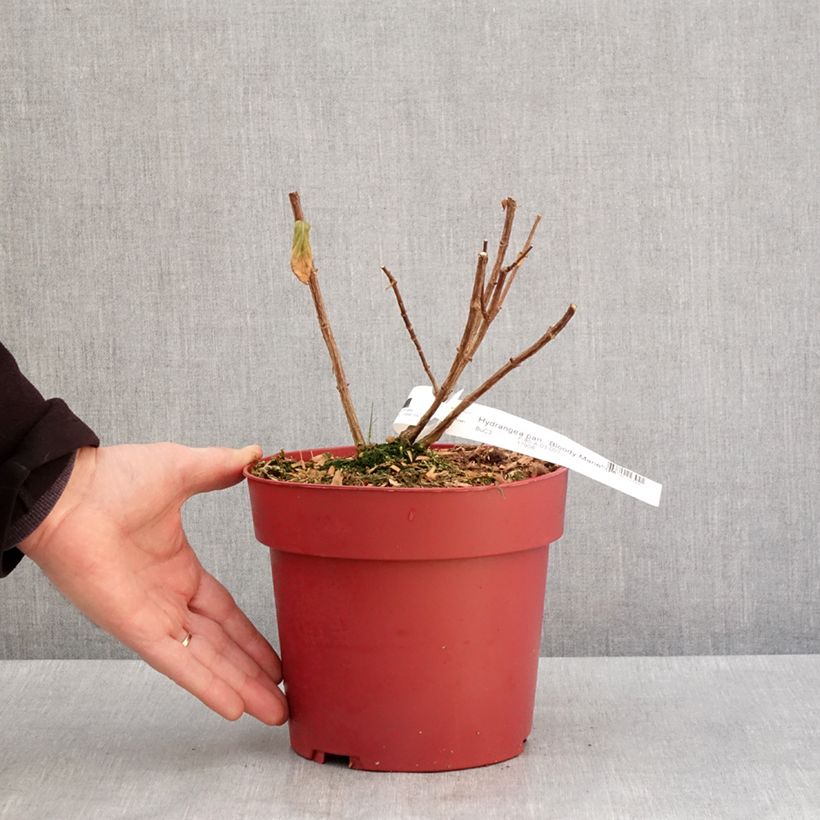 Spécimen de Hydrangea paniculata Bloody Marie - Hortensia paniculé Pot de 3L/4L tel que livré en hiver