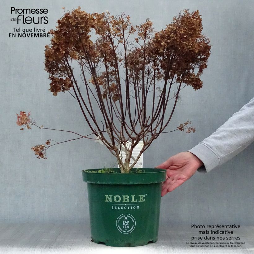 Spécimen de Hydrangea paniculata Bobo - Hortensia paniculé nain Pot de 6L/7L tel que livré en automne
