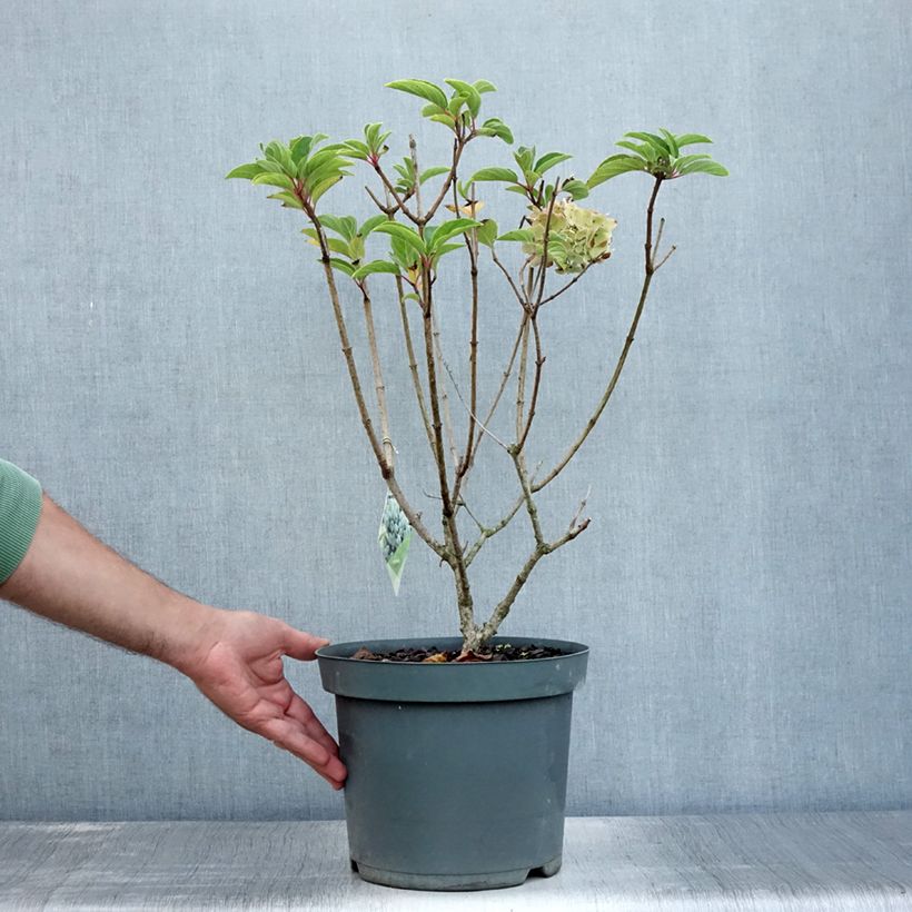 Spécimen de Hydrangea paniculata Bobo - Hortensia paniculé nain Pot de 6L/7L tel que livré en été