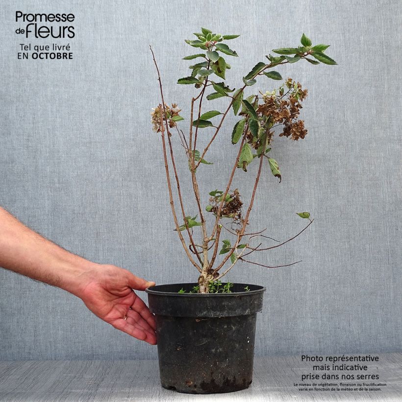 Spécimen de Hydrangea paniculata Bombshell - Hortensia paniculé Pot de 2L/3L tel que livré en automne
