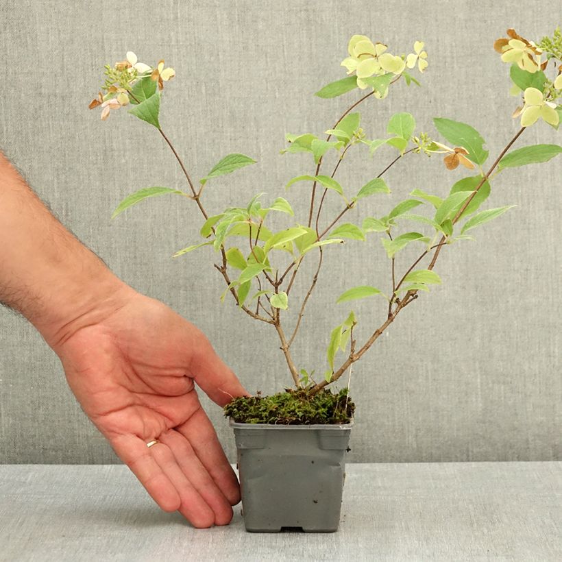 Spécimen de Hydrangea paniculata Confetti - Hortensia paniculé Godet de 8/9 cm tel que livré en été
