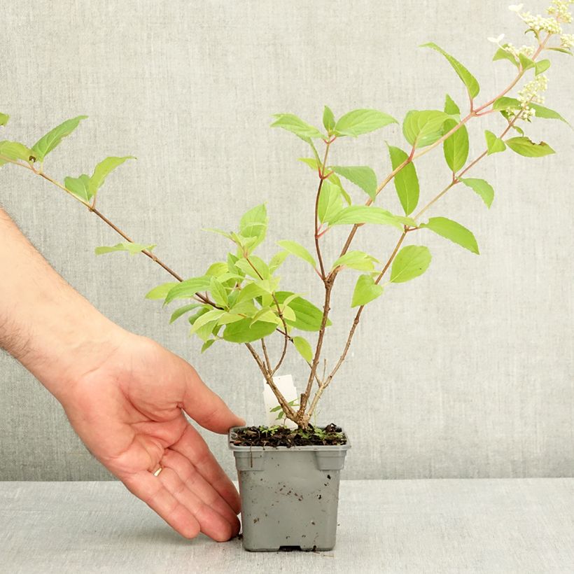 Spécimen de Hydrangea paniculata Confetti - Hortensia paniculé Godet de 8/9 cm tel que livré au printemps