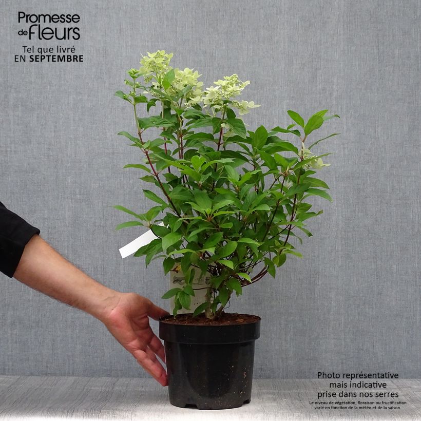 Spécimen de Hydrangea paniculata Confetti - Hortensia paniculé Pot de 2L/3L tel que livré en automne