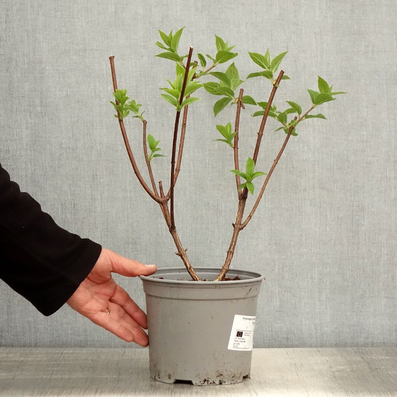 Spécimen de Hydrangea paniculata Dentelle de Gorron - Hortensia paniculé Pot de 3L/4L tel que livré au printemps
