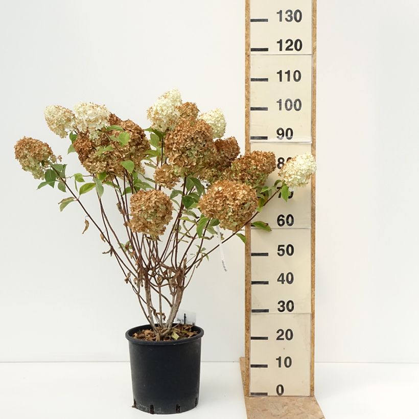 Spécimen de Hydrangea paniculata Diamantino - Hortensia paniculé Pot de 12L/15L tel que livré en été