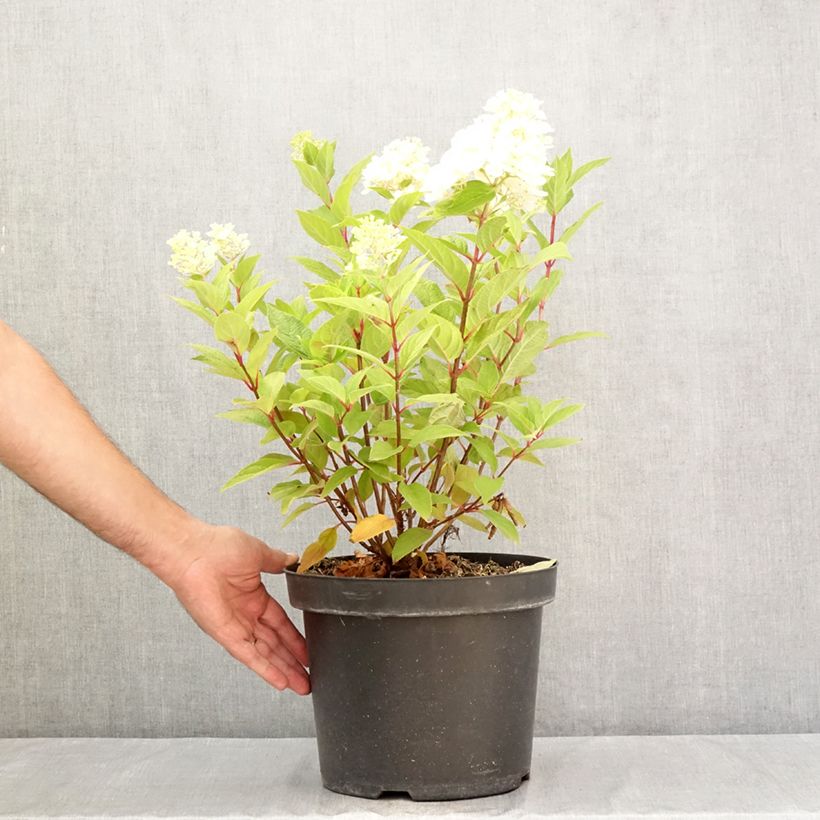 Spécimen de Hydrangea paniculata Fraise Melba - Hortensia paniculé Pot de 7,5L/10L tel que livré en été