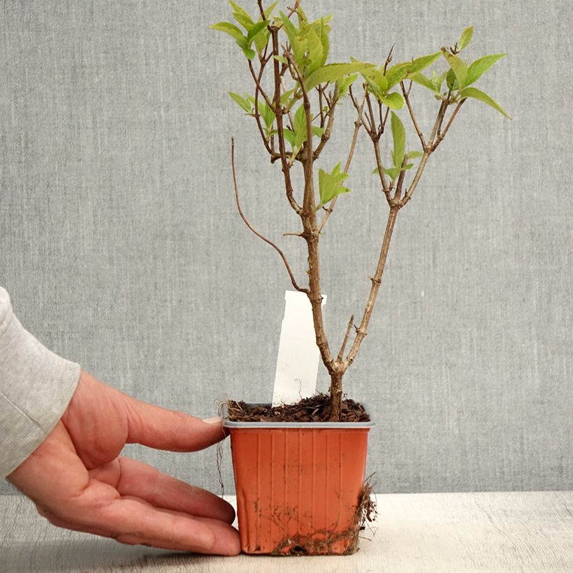 Spécimen de Hydrangea paniculata Graffiti - Hortensia paniculé Godet de 8/9 cm tel que livré au printemps