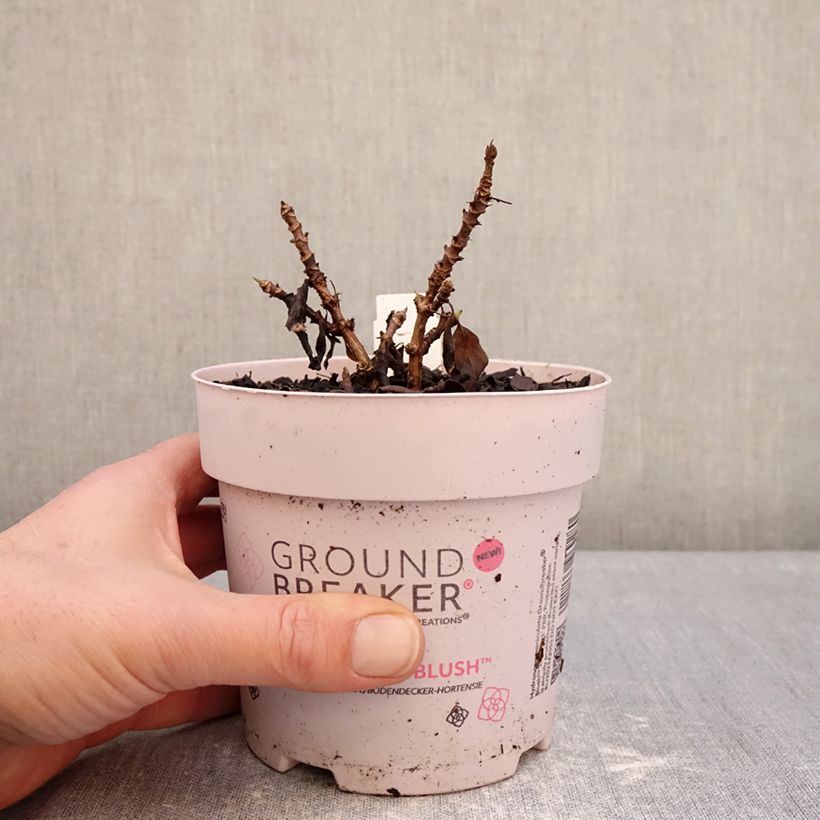 Spécimen de Hydrangea paniculata Groundbreaker Blush - Hortensia paniculé nain Pot de 1L/1,5L tel que livré en hiver