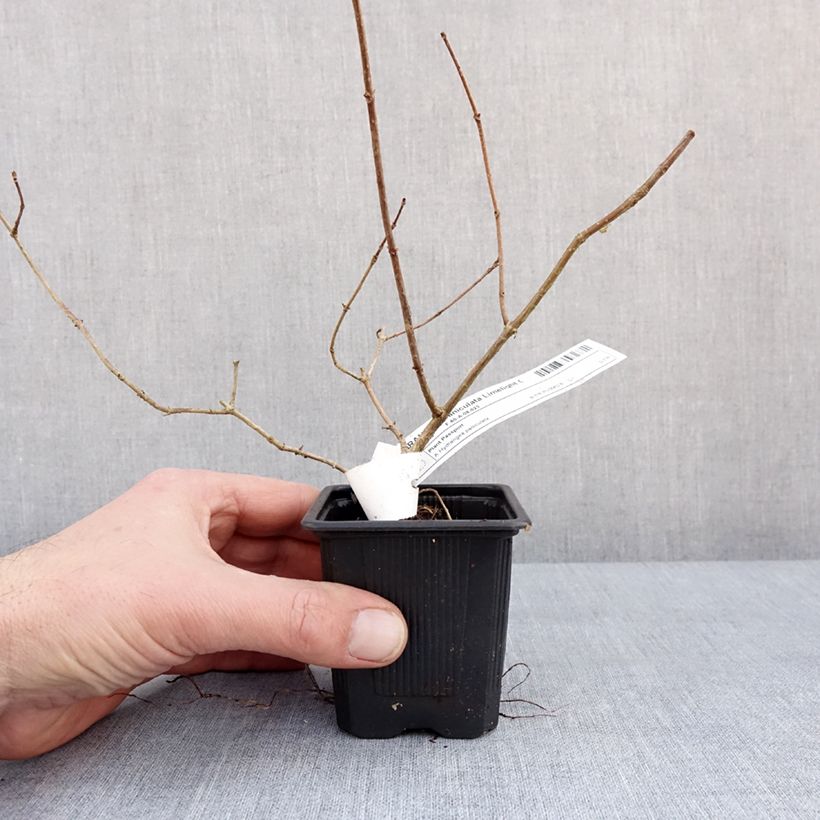 Spécimen de Hydrangea paniculata Limelight - Hortensia paniculé Godet de 8/9 cm tel que livré en hiver
