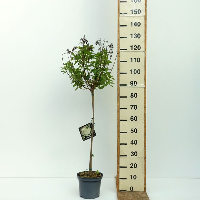 Spécimen de Hydrangea paniculata Limelight - Hortensia paniculé Pot de 3L/4L, Tige, Tige de 40 cm tel que livré en été