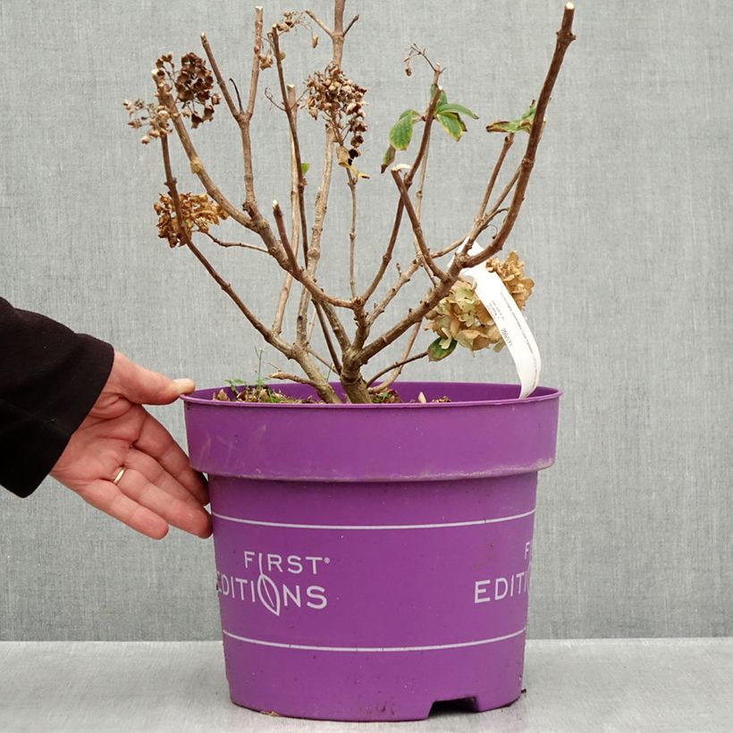 Spécimen de Hydrangea paniculata Little Hottie- Hortensia paniculé Pot de 7,5L/10L tel que livré en automne