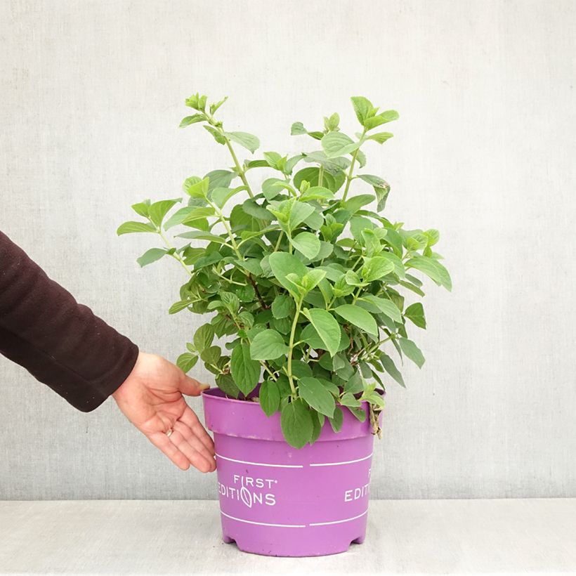 Spécimen de Hydrangea paniculata Little Hottie- Hortensia paniculé Pot de 7,5L/10L tel que livré au printemps