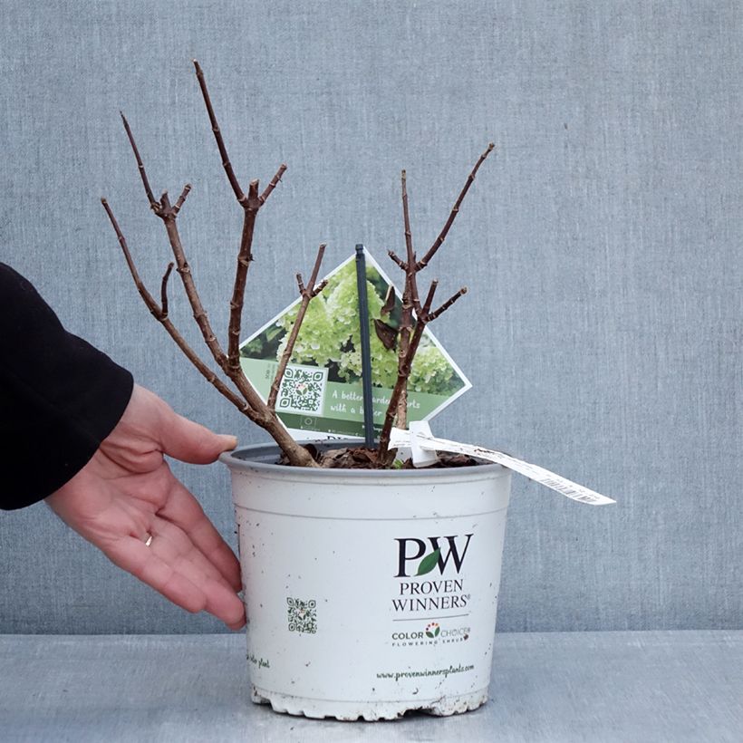 Spécimen de Hydrangea paniculata Little Lime Punch - Hortensia paniculé Pot de 3L/4L tel que livré en hiver