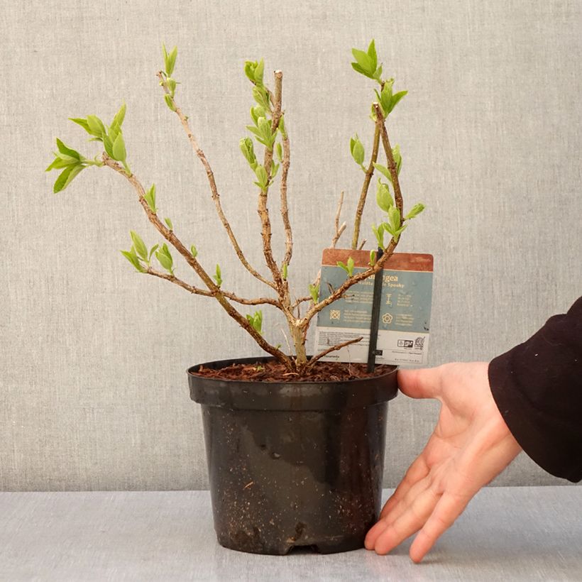 Hydrangea paniculata Little Spooky - Ortensia paniculata Vaso da 3L/4L esemplare consegnato in primavera