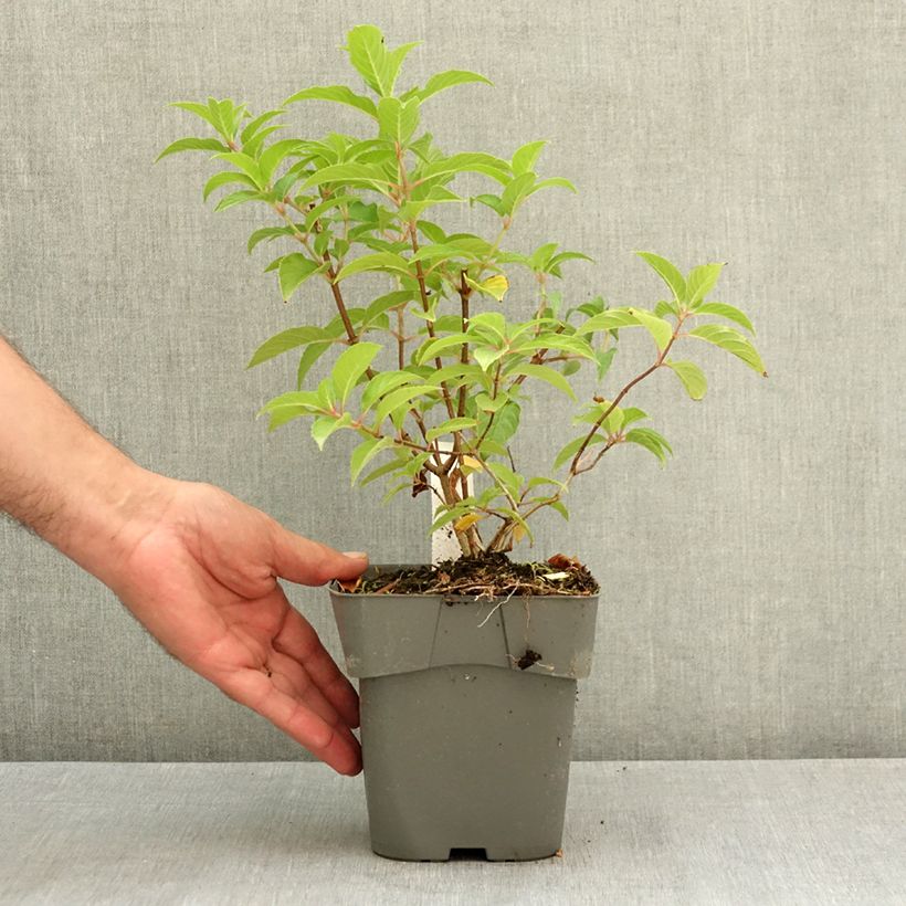 Spécimen de Hydrangea paniculata Living Pink & Rose  - Hortensia paniculé Pot de 2L/3L tel que livré en été