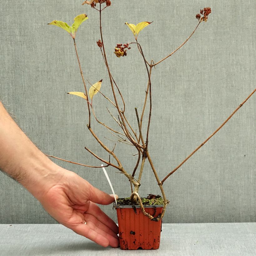 Spécimen de Hydrangea paniculata Magical Fire - Hortensia paniculé Godet de 8/9 cm tel que livré en automne