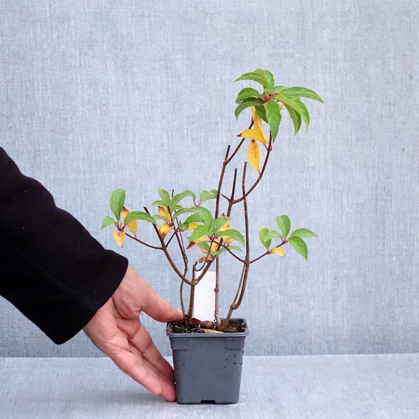 Spécimen de Hydrangea paniculata Mojito - Hortensia paniculé Godet de 8/9 cm tel que livré en automne