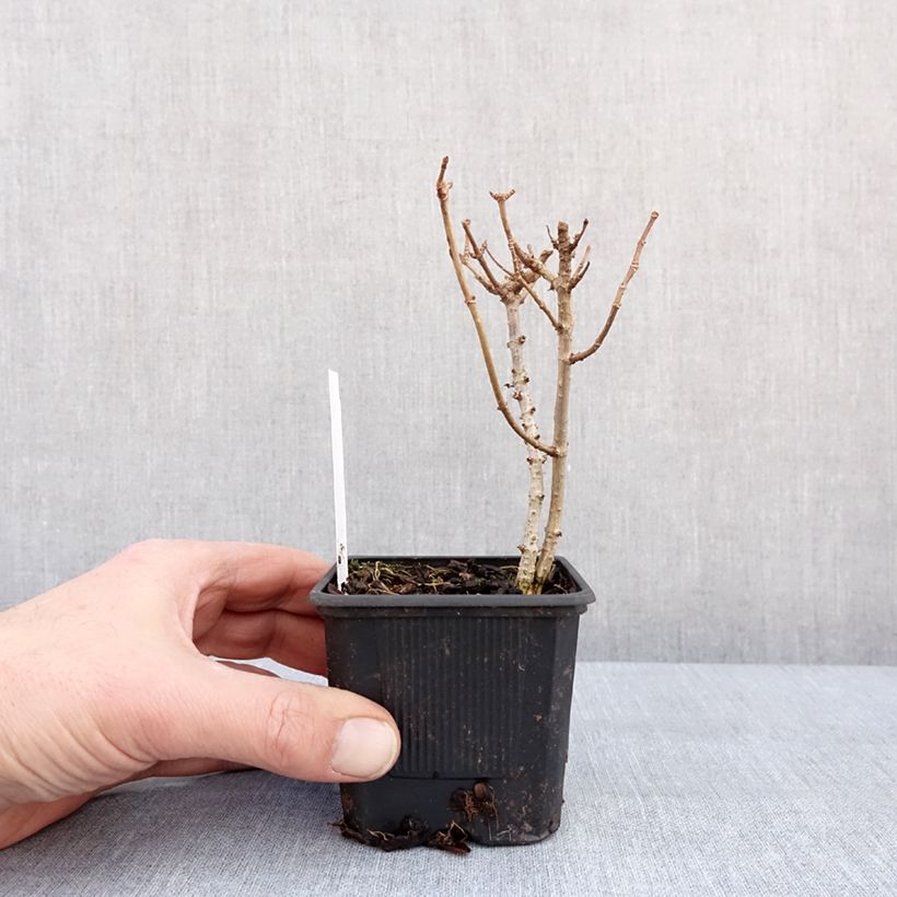 Spécimen de Hydrangea paniculata Mojito - Hortensia paniculé Godet de 8/9 cm tel que livré en hiver