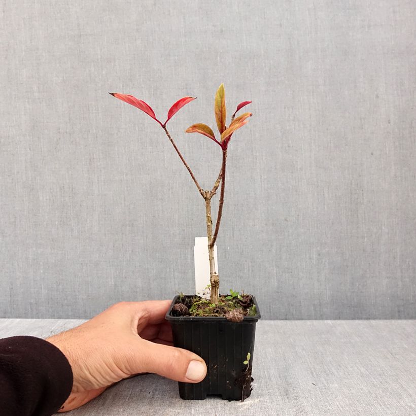 Spécimen de Hydrangea paniculata Pinky Winky - Hortensia paniculé Godet de 8/9 cm tel que livré en automne