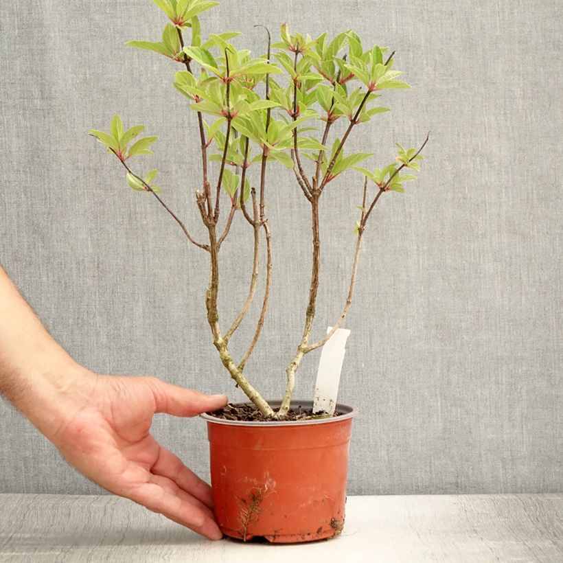 Spécimen de Hydrangea paniculata Pinky Winky - Hortensia paniculé Godet de 8/9 cm tel que livré en été