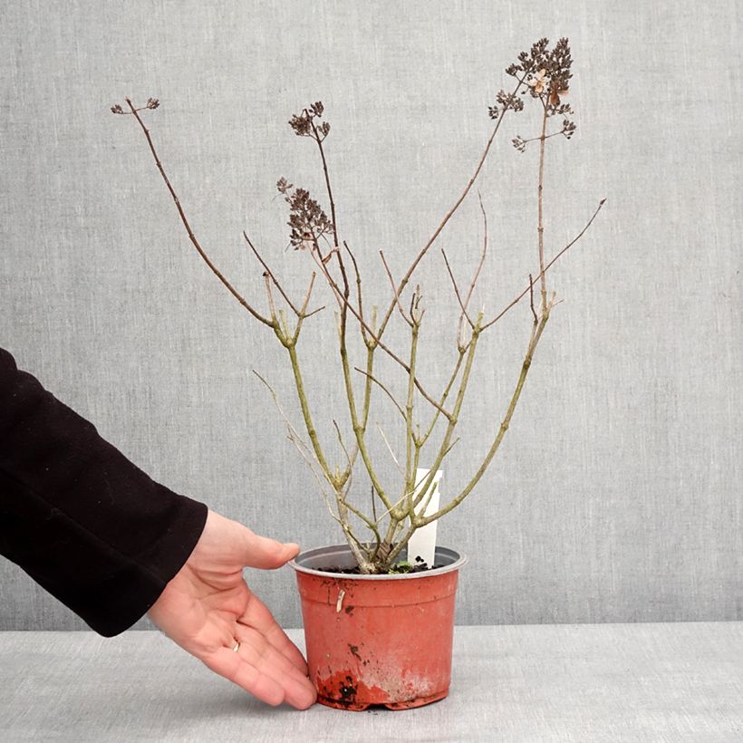 Spécimen de Hydrangea paniculata Pinky Winky - Hortensia paniculé Godet de 8/9 cm tel que livré en hiver