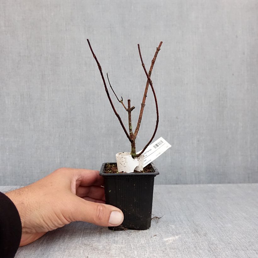 Spécimen de Hydrangea paniculata Polar Bear - Hortensia paniculé Godet de 8/9 cm tel que livré en automne