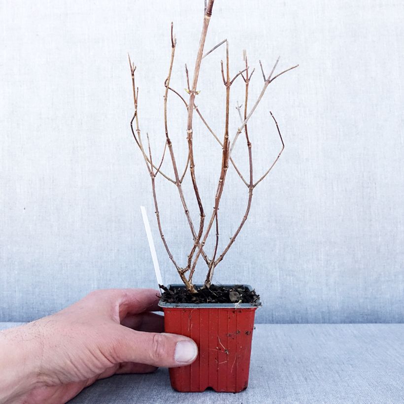 Spécimen de Hydrangea paniculata Polar Bear - Hortensia paniculé Godet de 8/9 cm tel que livré au printemps