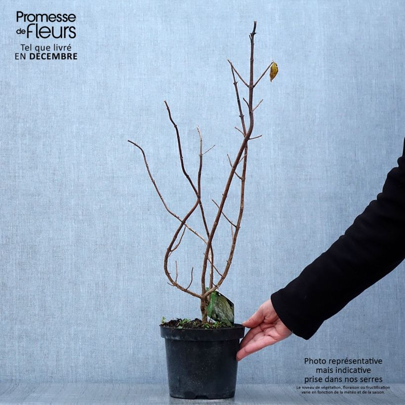 Spécimen de Hydrangea paniculata Polar Bear - Hortensia paniculé Pot de 2L/3L tel que livré en automne