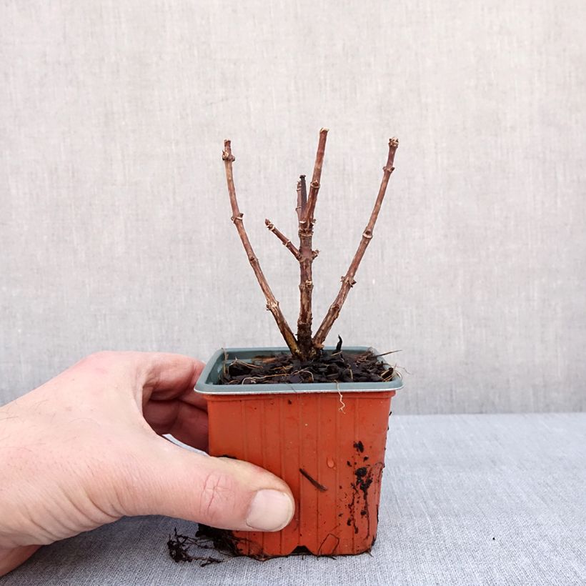 Spécimen de Hydrangea paniculata Polestar - Hortensia paniculé Godet de 8/9 cm tel que livré en hiver